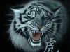75-chinese-tiger